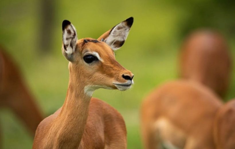 2 Days Tarangire and Ngorongoro Crater Safari