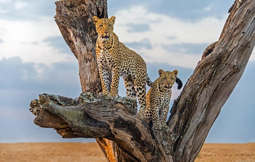 8 Days Best Luxury Safari Tours Of Tanzania