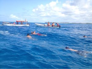 Dolphin Tour | Swimming with dolphin