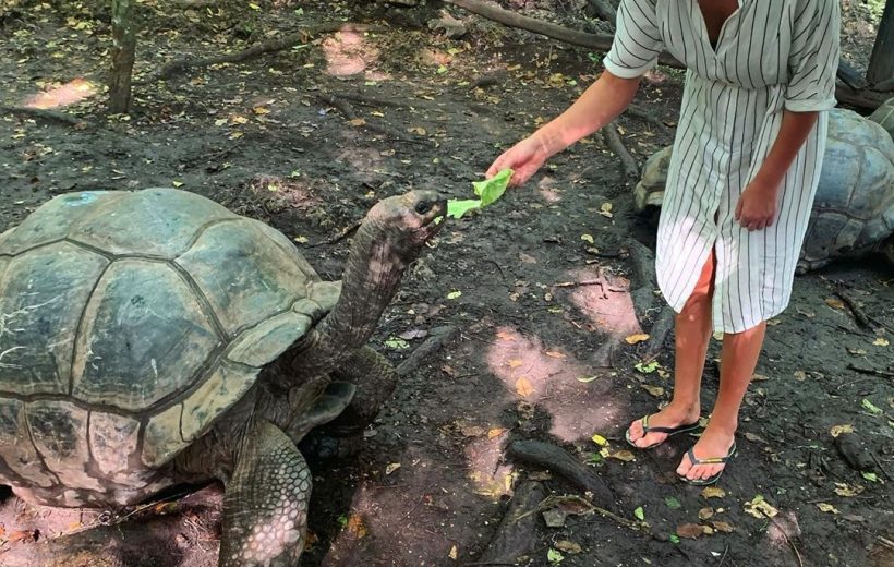 Prison Island Tour | homeland to giant tortoises