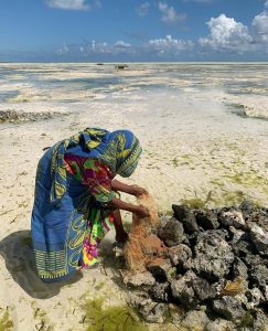 Village Cultural Tour | tradition daily life | seaweed farming