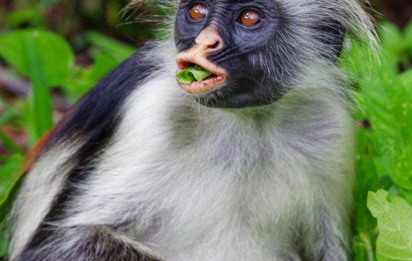 Jozani Forest Tour | Home of Red colobus monkeys