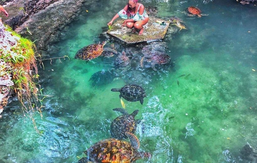 Sea Turtle Aquarium Tour | swimming with Turtle